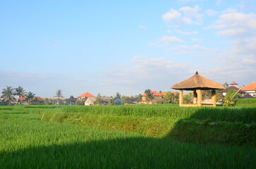 Rustic patio pavilion in the middle of paddy field.  Beautiful scenes of rice paddies and their innovative irrigation system, with local patio.