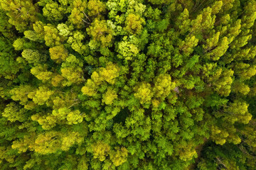 aerial view of beautiful green forest, shot from above with a drone, natural landscape, background