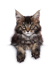 Cute classic black tabby Maine Coon cat kitten, laying down facing front / hanging with front paws over edge. Looking towards camera. Isolated on white background.