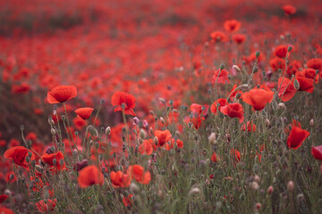 Beautiful red poppies in the field, close-up.