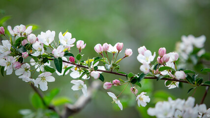 Nature in spring. Densely flowering tree branch on blurred background