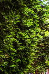 green moss background