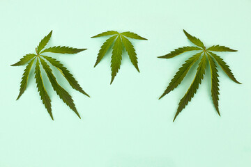 Cannabis leaves isolated on a green background.