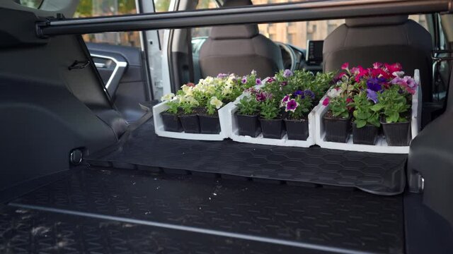 Woman gardener unloads young plants petunia flower seedlings from car trunk, delivery of garden boxes with colorful Petunia flowers.
