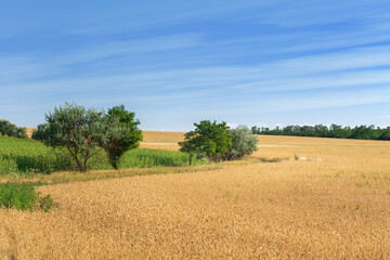 Fototapeta na wymiar path among the fields / summer landscape looking for a plot in rural surroundings