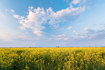 Obraz premium photo canola field / bright hot summer day landscape in nature