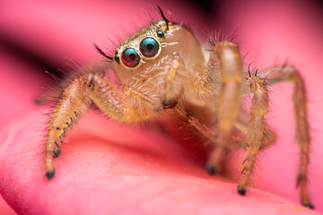 Jumping spider and beautiful eyes