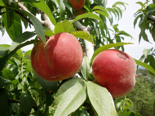 
red peaches on a tree