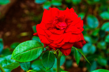 red rose flower