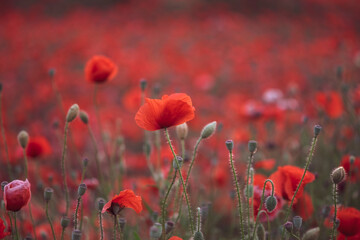 Beautiful red poppies in the field, close-up.