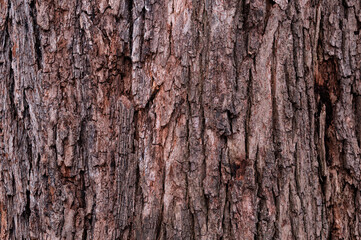 Closeup of old weather beaten tree bark texture background pattern