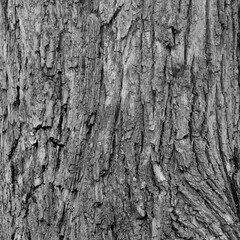 Closeup of old weather beaten tree bark texture background pattern grey, monochrome, black and white, black, white