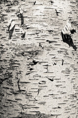 Closeup of old weather beaten birch tree bark texture background pattern monochrome black and white