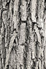 Closeup of old weather beaten tree bark texture background pattern