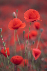 Beautiful red poppies in the field, close-up.