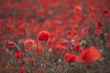 Beautiful red poppies in the field, close-up.