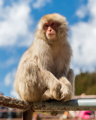 Japanese macaques - Snow Monkeys - at Jigokudani Monkey Park, Yamanouchi, Nagano Prefecture, Japan