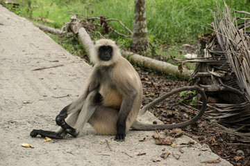 Fototapeta premium Monkey sitting and posing
