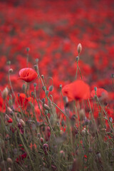 Beautiful red poppies in the field, close-up.