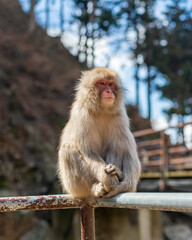 Japanese macaques - Snow Monkeys - at Jigokudani Monkey Park, Yamanouchi, Nagano Prefecture, Japan