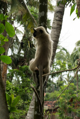 Monkey climbing down a tree