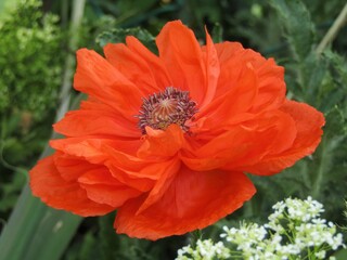 Opened red colour large poppy flower with green grass background in Hungary