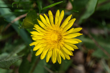 Gelb blühender Löwenzahn im Frühling im Gras einer Wiese, natürliche Aufnahme (lat. Taraxacum sect. Ruderalia)