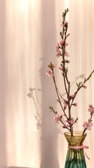 Peach blossoms in glass vase, interior pink flower branches in sunlight 