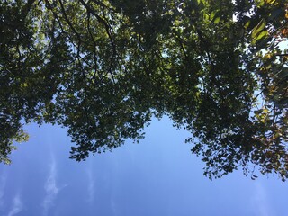 trees and sky