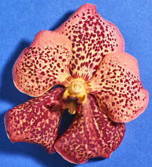 Orchid flower ob blue background