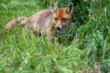 red fox in the grass eating prey