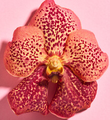 Fototapeta na wymiar Bright vanda orchid flower close up