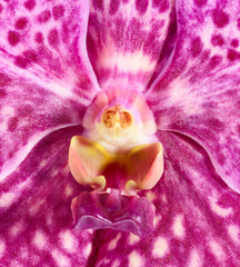 Macro of beautiful pink vanda orchid flower