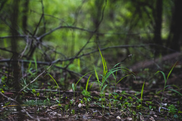 green grass in the forest
