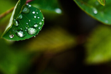 Wasser Regen Tropfen auf Blatt Grün Natur Makro Closeup Regentropfen