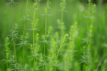 Fresh juicy green grass for summer