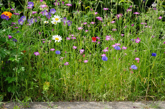  wild flowers at the side of the road, urban green, city green, bee pasture, nature in town