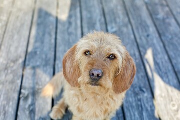 Close up of adorable Basset fauve de bretagne dog