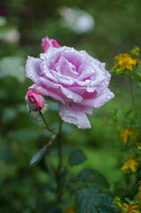 Beautiful fresh roses grow outdoors in the summer