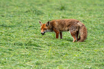 Naklejka na ściany i meble red fox in the grass hunting