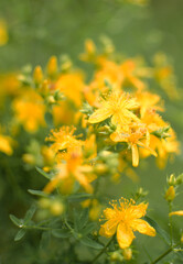 Hypericum is a genus of perennial and annual herbaceous plants and semi-shrubs