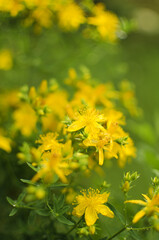 Hypericum is a genus of perennial and annual herbaceous plants and semi-shrubs