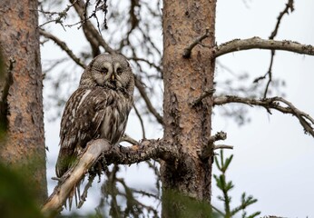 Great Grey Owl, Finland