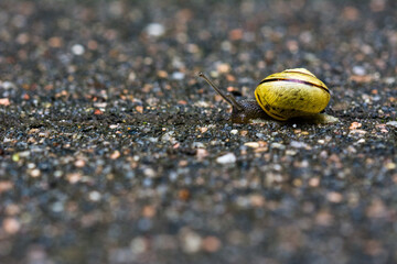 Schnecke auf Wanderschaft