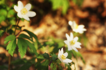 Spring anemones on the forest floor, close-up, fuzzy background, copy space
