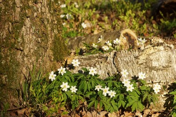 Spring anemones on the forest floor, tree trunk and lying birch branch
