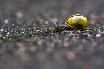 Schnecke auf Wanderschaft