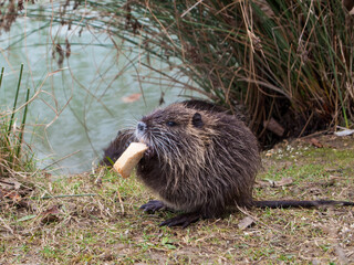 il pasto della nutria