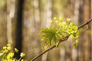 Young leaves and flowers of maple, fuzzy trees in the spring forest in the background, copy space
