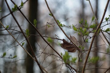 Old dry oak leaf among young spring leaves, close-up, fuzzy background
